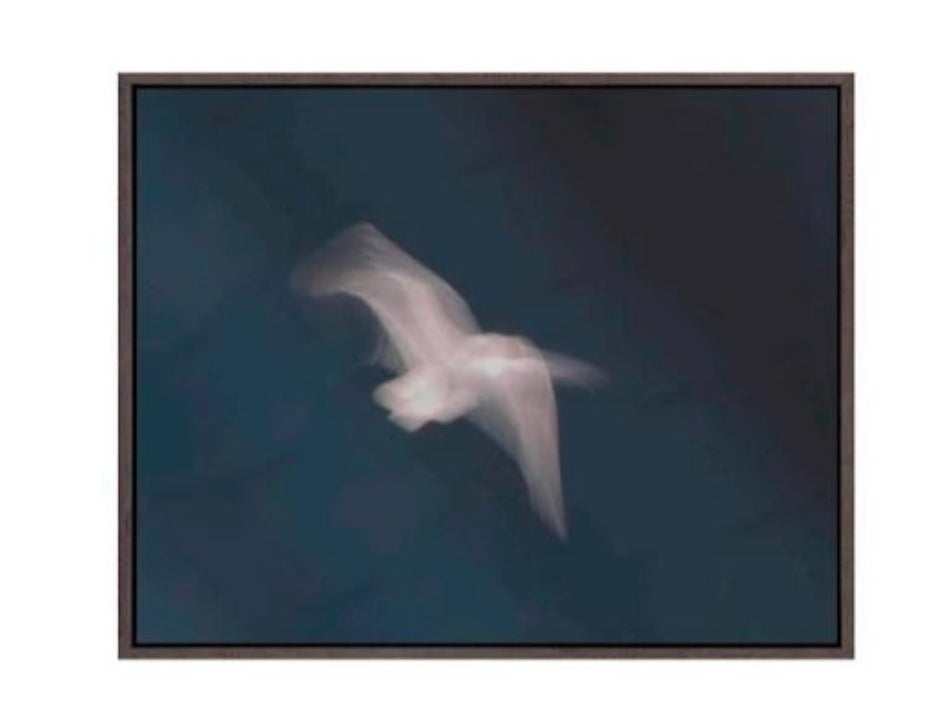 Peace in flight